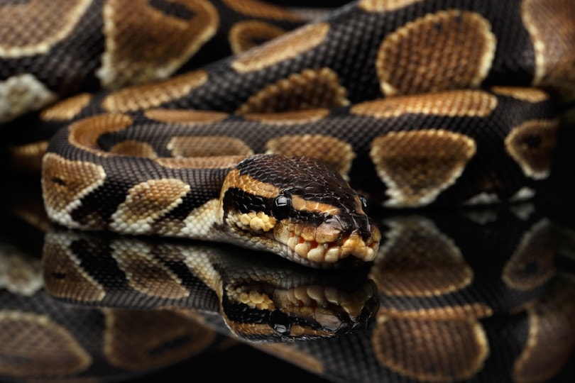 Black Pastel Ball Python Morph