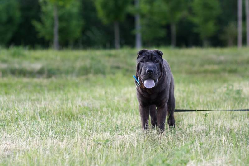 Black Shar pei tongue color blue sticking out