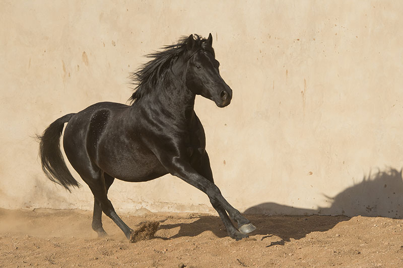Black Stallion Nooitgedacther