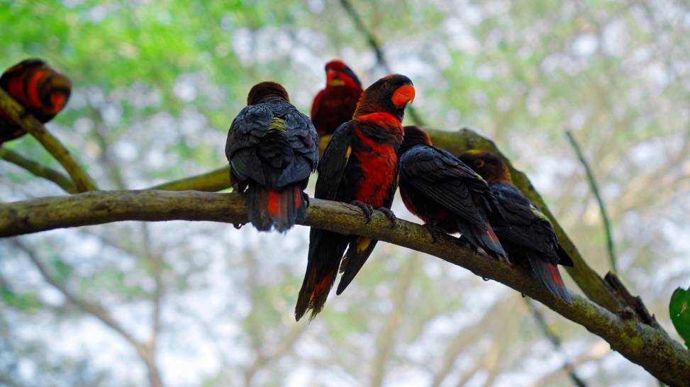Black Winged Lory