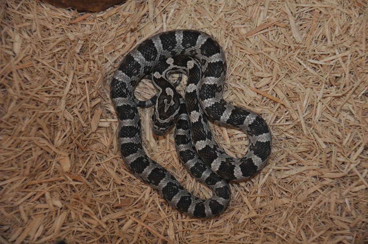 Black albino corn snake