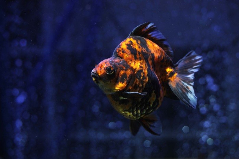Black and Orange Ryukin Goldfish