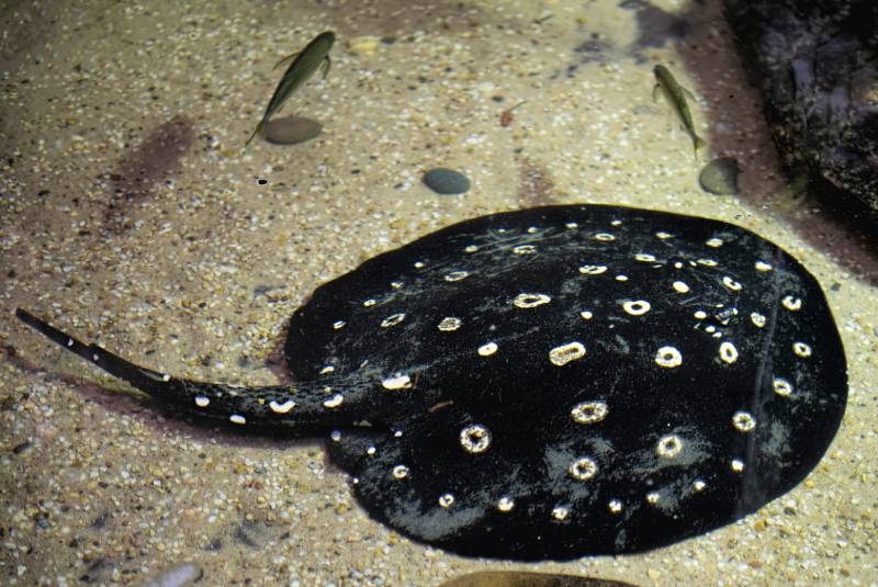 Black and White Polka Dot Sting Ray on Sea Floor