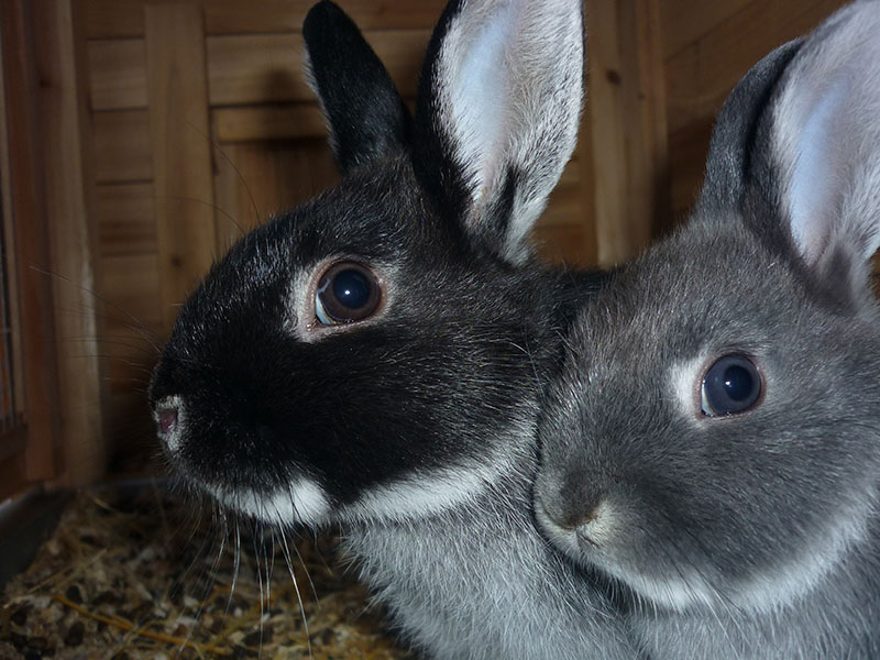 Black and grey rabbit of silver fox breed