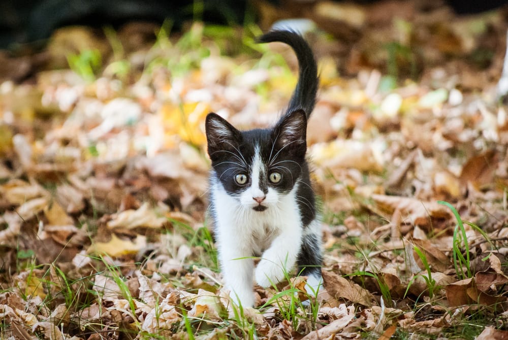 Black and white European Shorthair on fall leaves