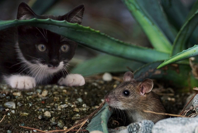 Black cat about to pounce on a mouse