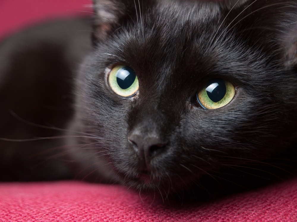 Black cat with green eyes