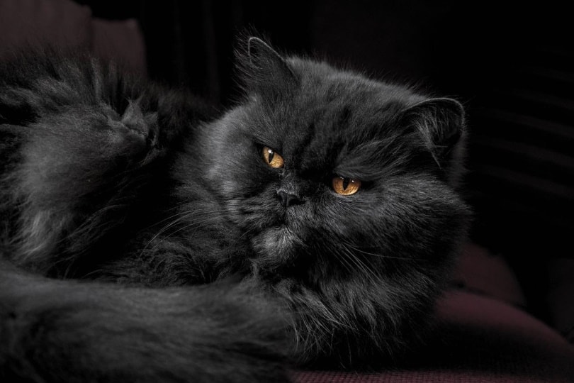 Black cat with long fur lying on its side