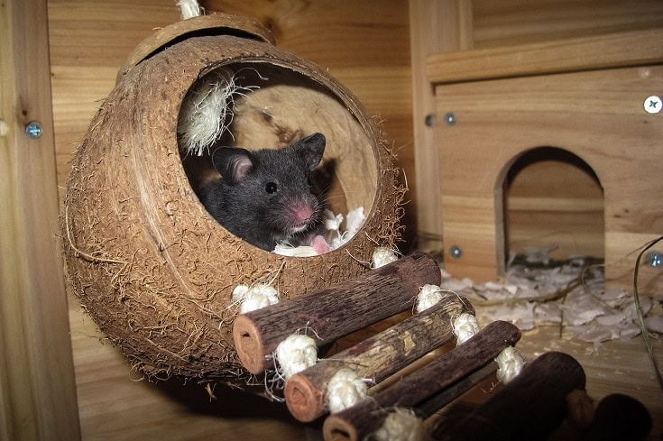 Black hamster