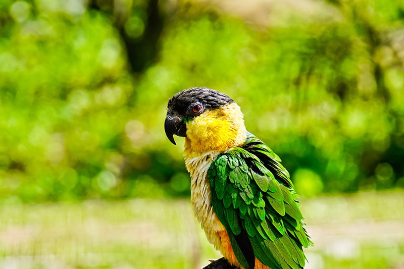 Black head Caiques parrot_Black head Caiques parrot