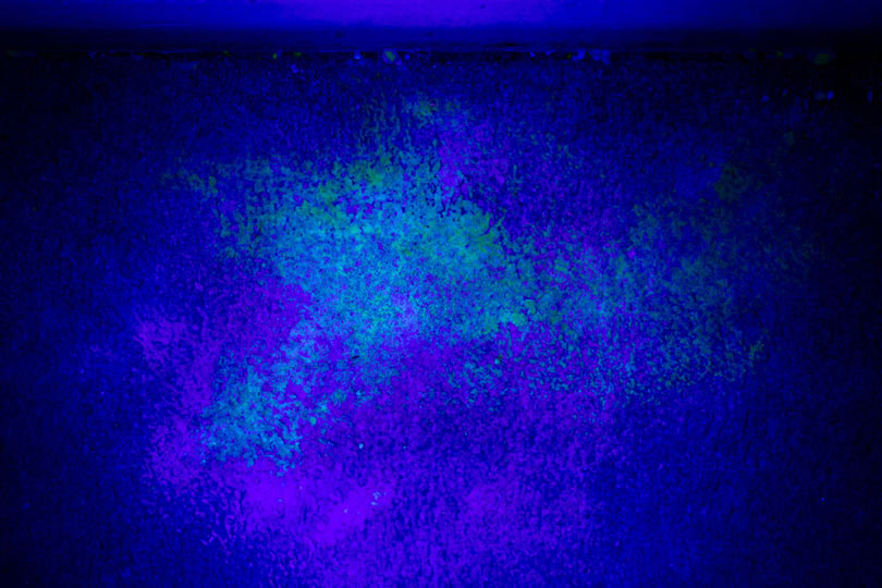 Black light illuminating spot of male cat sprayed pee