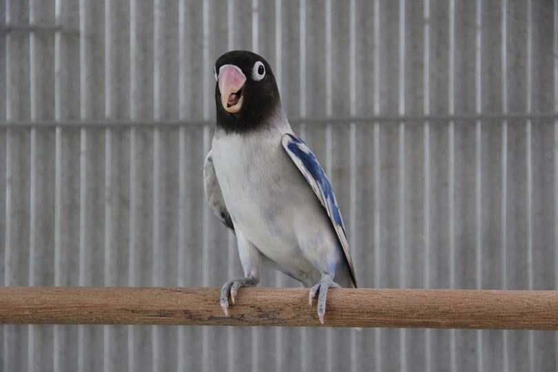 Black mask lovebird with mutation pied