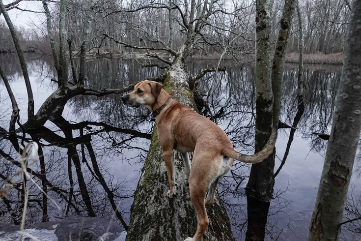Black mouth cur