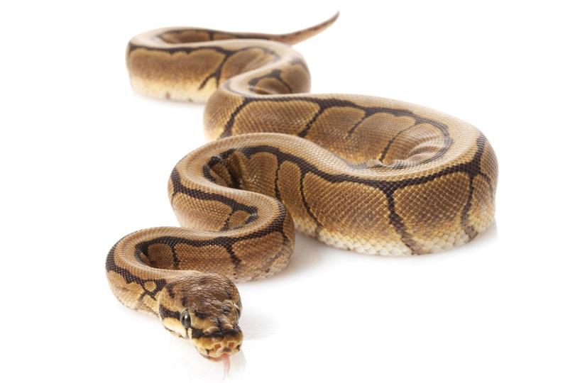 Black opal spider ball python_fivespots_shutterstock