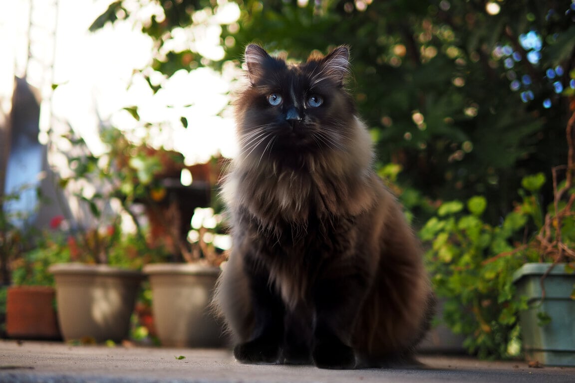 Black Ragdoll cat