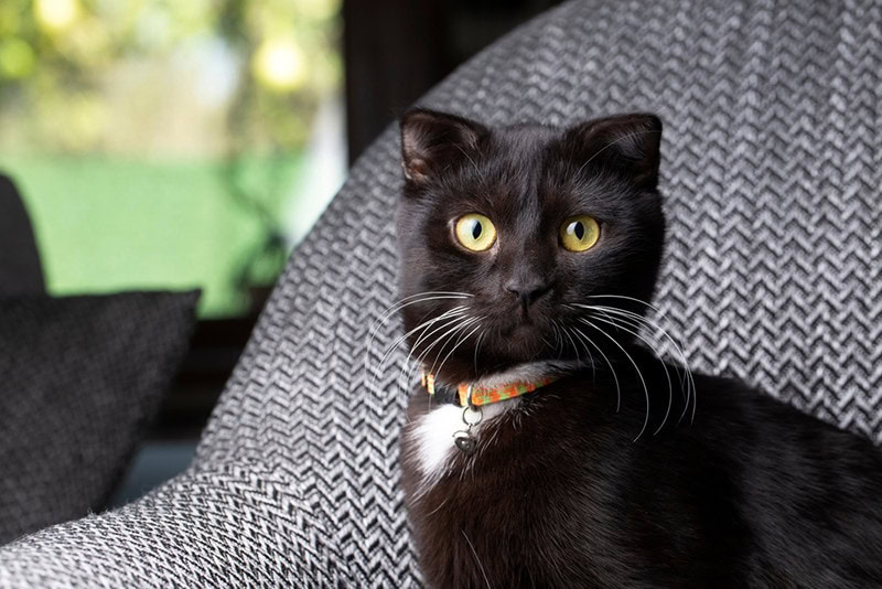 Black scottish fold kitten