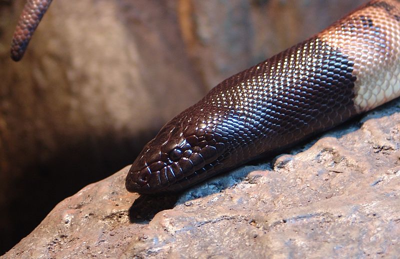 Blackheaded Python