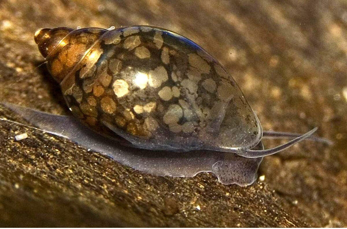Bladder Snails