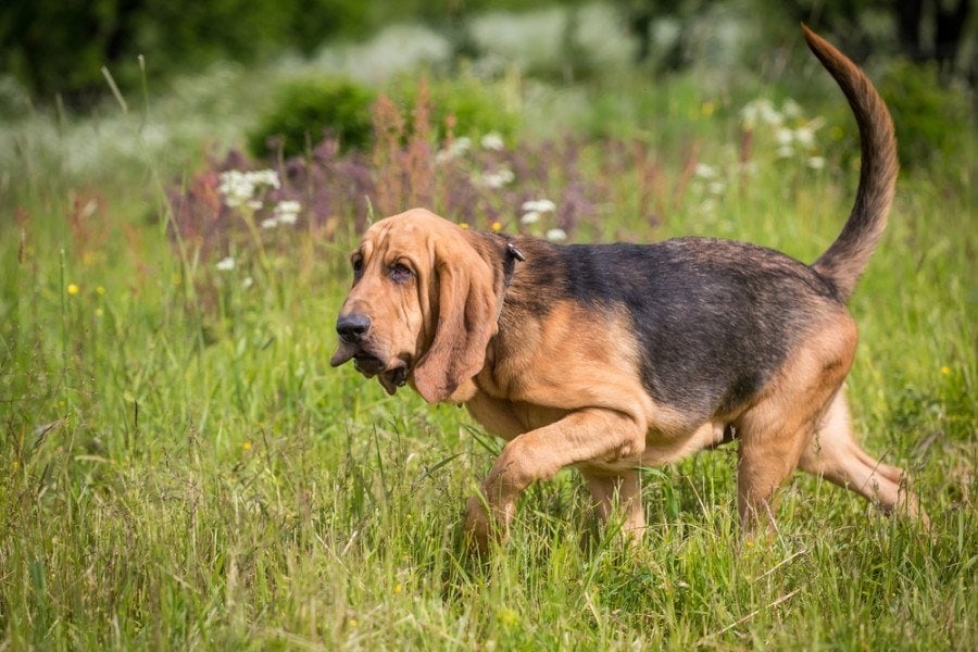 Blood Hound