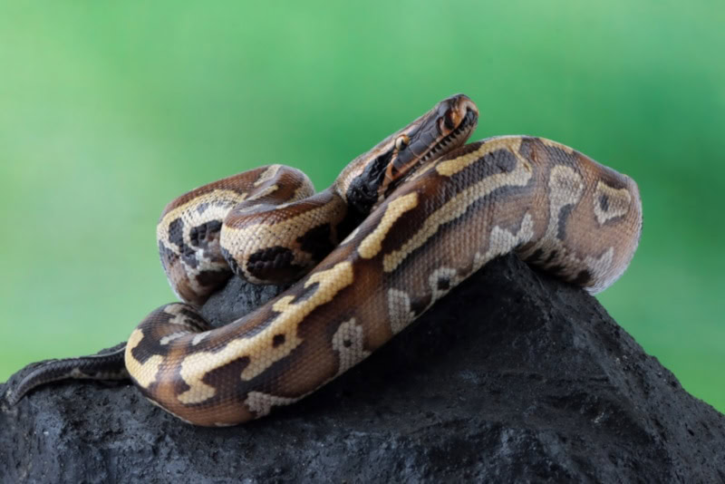Blood python curled on top of rock
