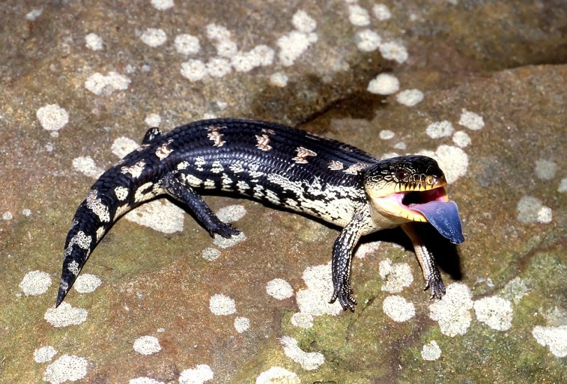 Blotched Blue-tongue Lizard_Ken Griffiths_shutterstock