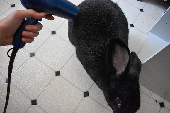 Blow Dry Rabbit