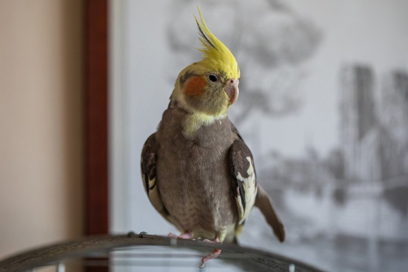 Blue Cockatiel_Birute Vijeikiene, Shutterstock