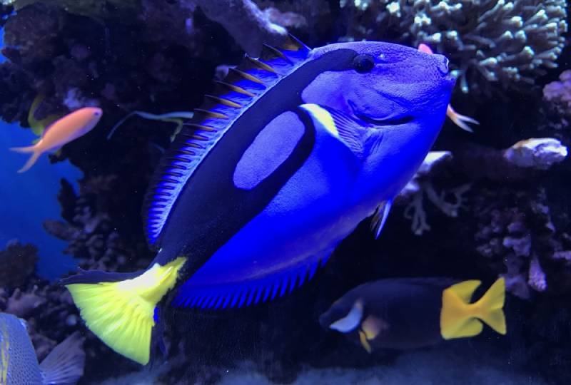 Blue Hippo Tang