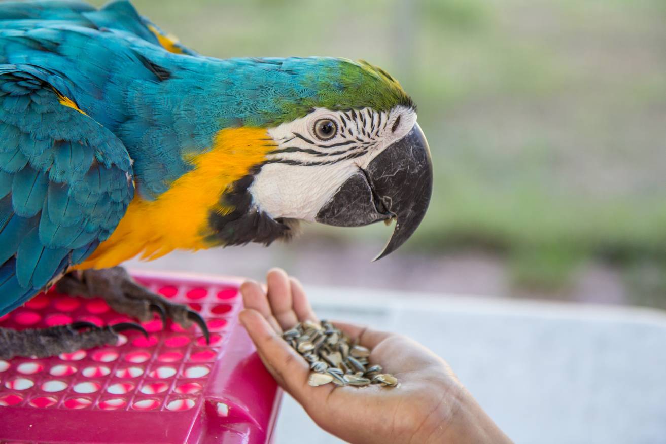 Blue Macaw side view_DE19_Shutterstock