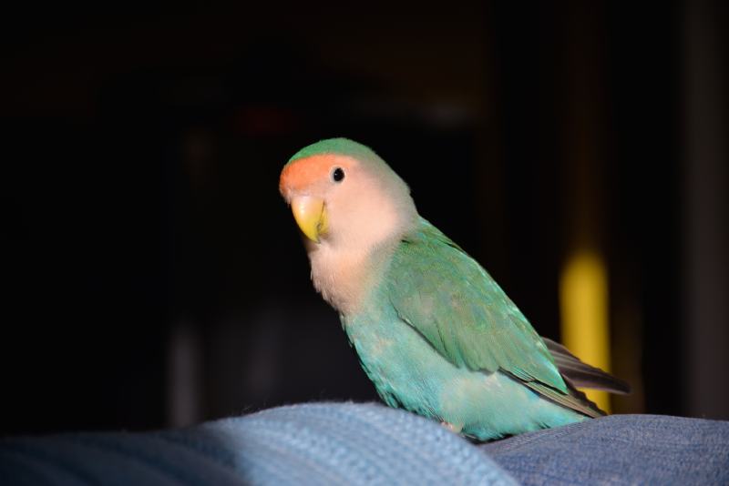 Blue Peach Faced Lovebird close up
