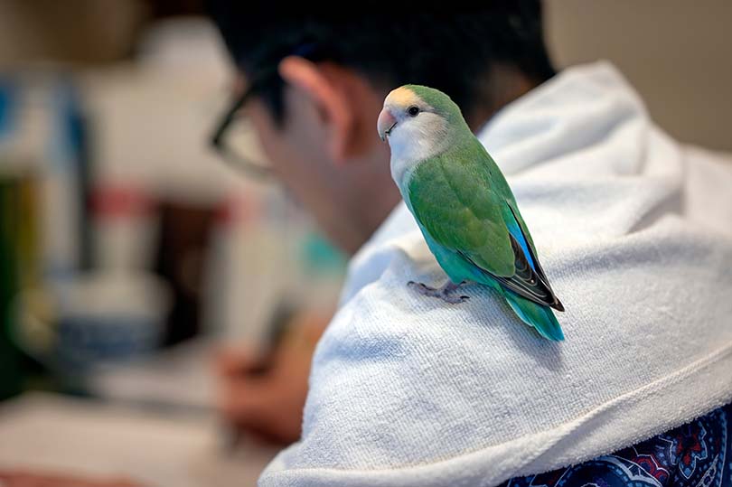 Blue Peach-Faced Lovebird