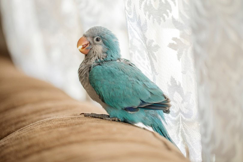 Blue Quaker Parrot