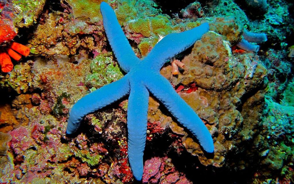 Blue Seastar (Linckia laevigata) (8476636602)