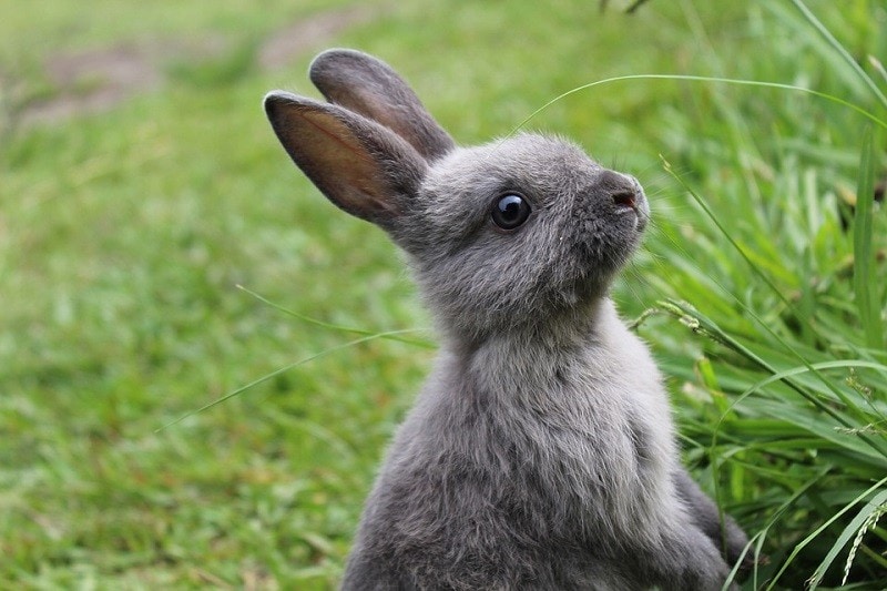 Blue Steel
