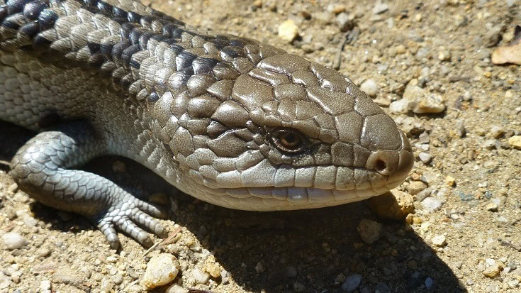 Blue-Tongue Skink