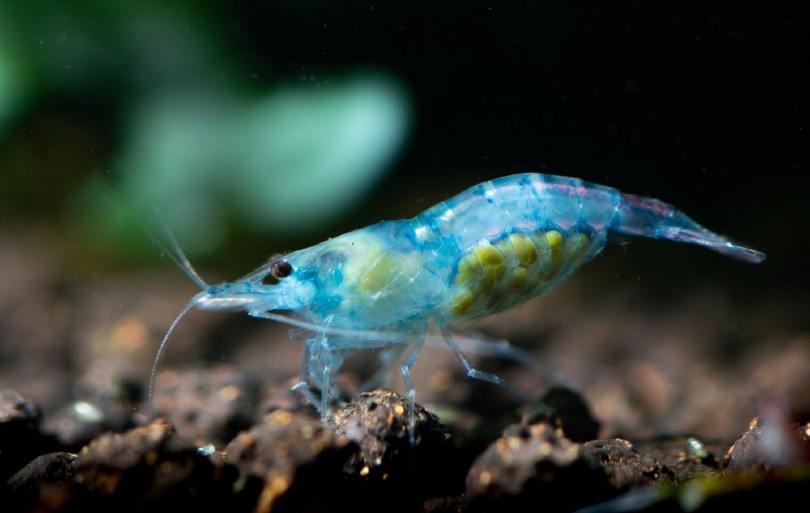 Blue Velvet Shrimp