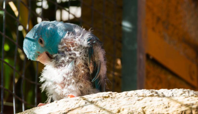 Blue bird mites