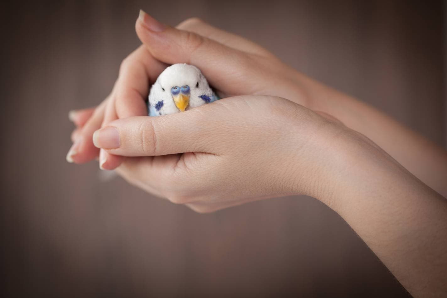 Blue bird taking care_ Silvy78_Shutterstock