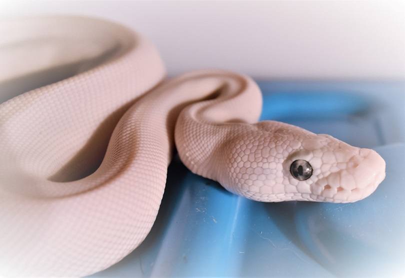 Blue eyed leucistic ball python_Denise Knobloch_shutterstock