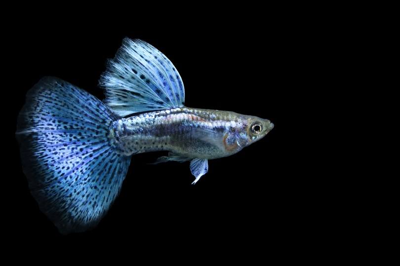 Blue grass delta tail guppy_Sarun Khaodara_shutterstock