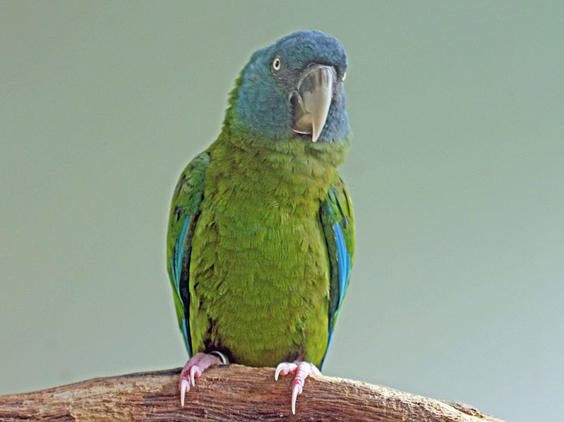 Blue-headed Macaw