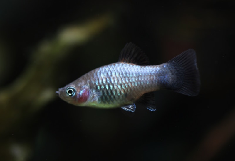 Blue platy fish on black background
