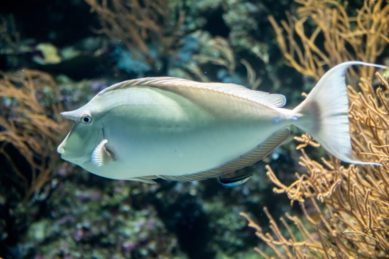 Blue spine Unicorn Tang