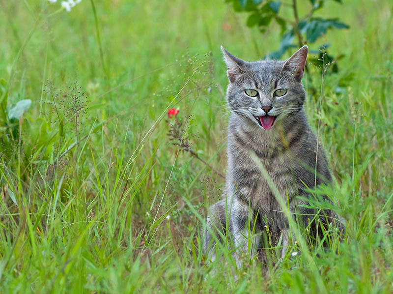 Blue tabby cat panting in hot weather