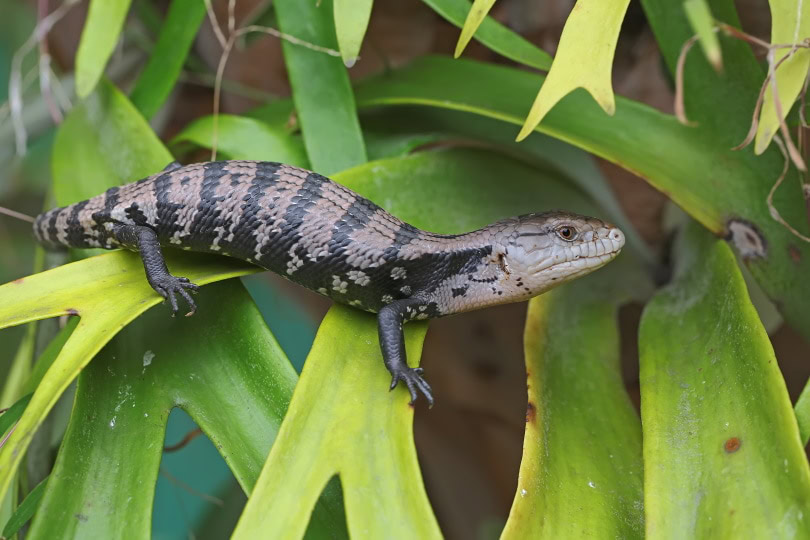 Blue tongued skink_I Wayan Sumatika_Shutterstock
