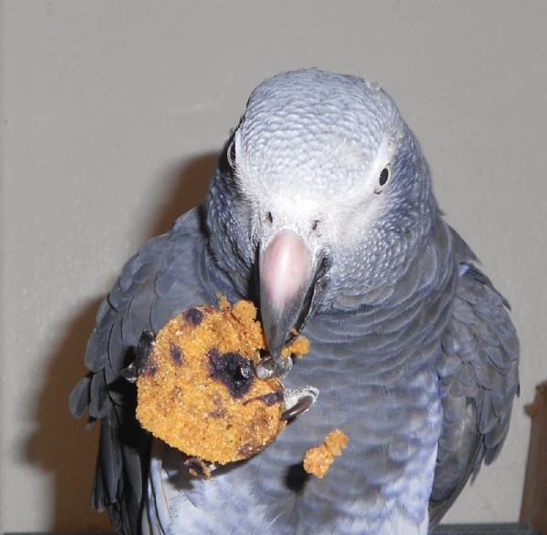 Blueberry Sweet Potato Parrot Treats