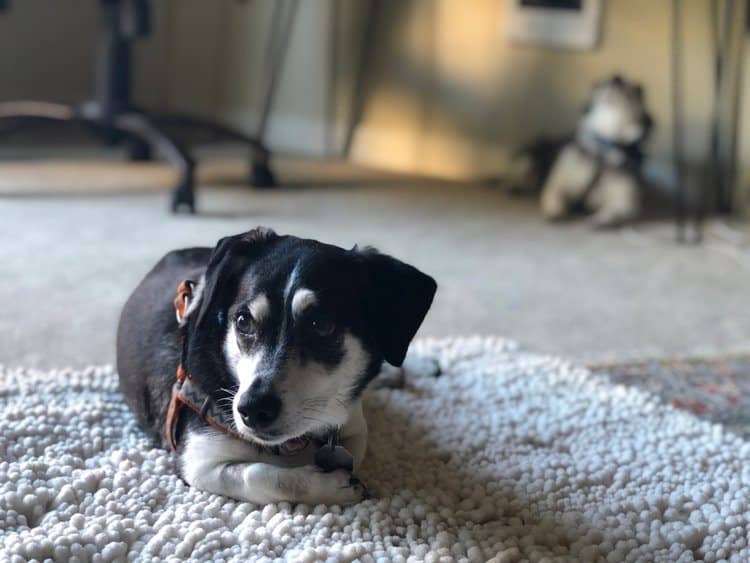 Bo-Dach laying on a carpet