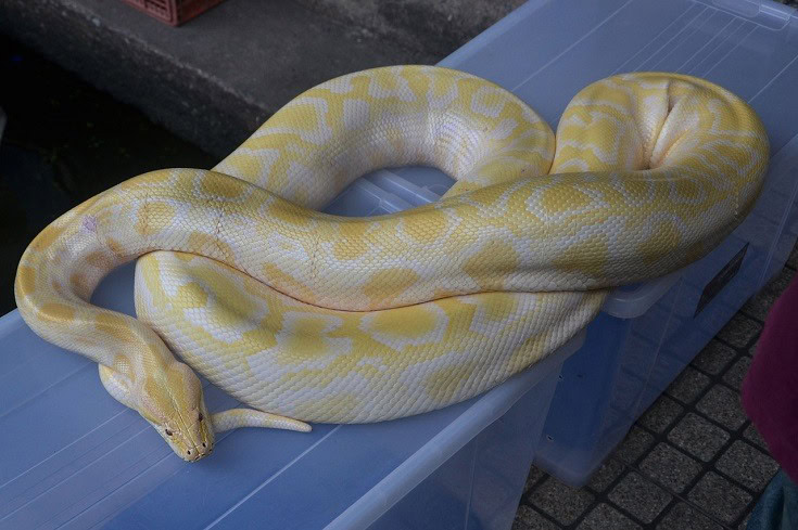 Boa Constrictor