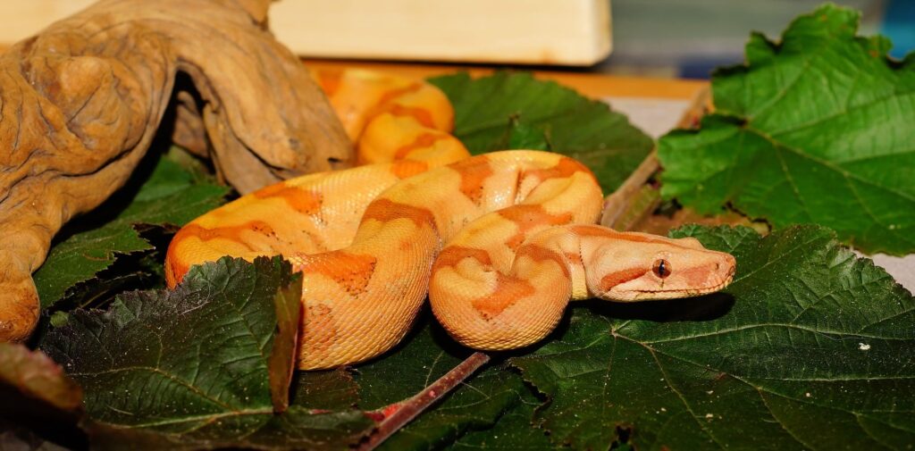 Boa Constrictors Snake