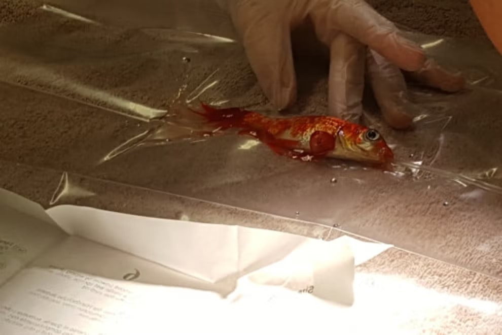 Bob the Goldfish on a life saving surgery